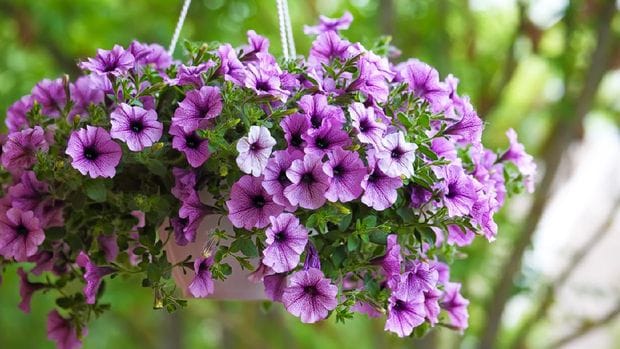 3 Tanaman Hias yang Cocok Untuk Hiasan di Dalam Rumah