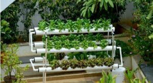 Tips Berkebun Beragam Sayuran Bagi Pemula 