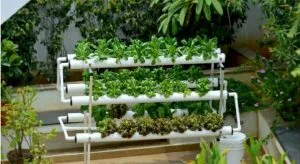 Tips Berkebun Beragam Sayuran Bagi Pemula 