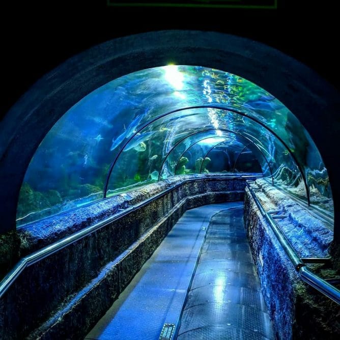 Wisata Akuarium Jakarta di Jakarta Aquarium 