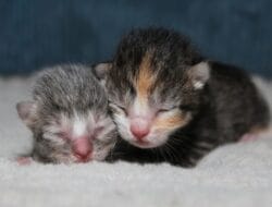 Umur Berapa Anak Kucing Bisa Makan? Berikut Ulasannya Umur Berapa Anak Kucing Bisa Makan? Berikut Ulasannya