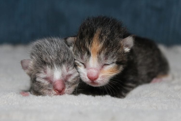 Umur Berapa Anak Kucing Bisa Makan? Berikut Ulasannya